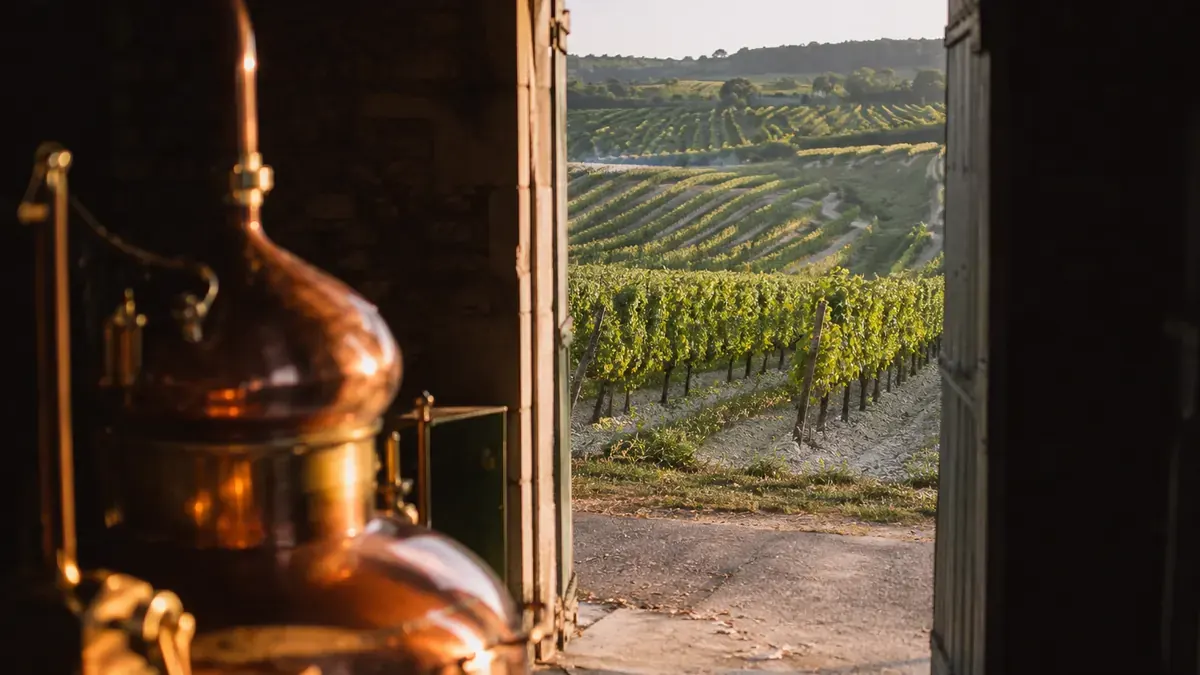 Vignoble de Cognac